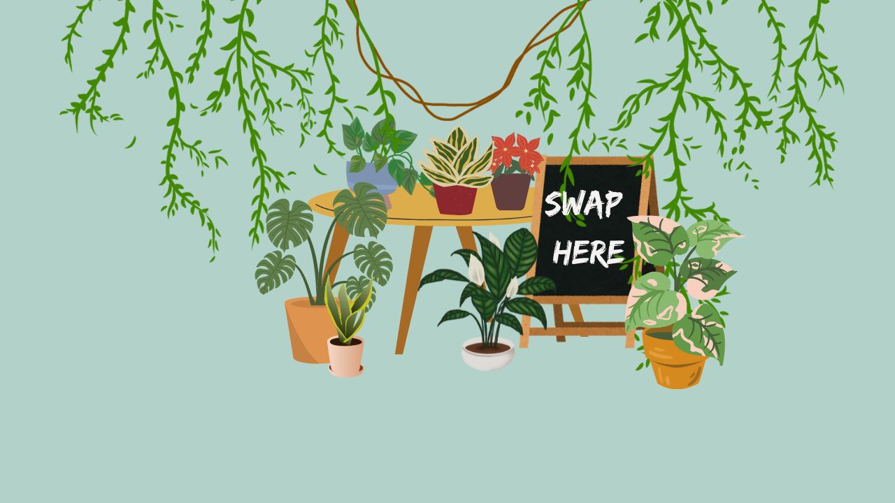 Featured Image for GTG Plant Swap Saturday 22nd November