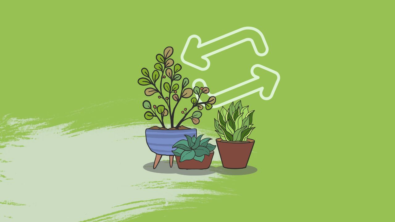 Featured Image for GTG Plant Swap Saturday 28th March