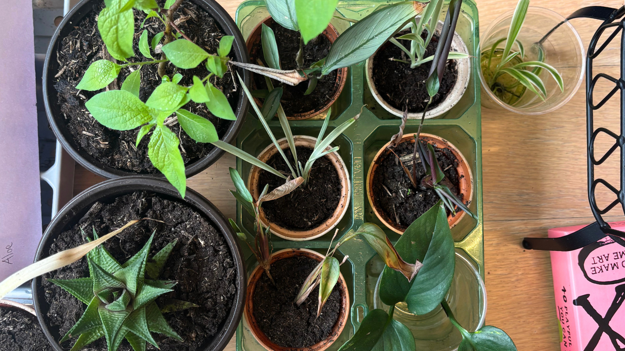 Featured Image for GTG Plant Swap Saturday 27 June